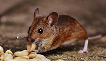 24 Hour & Emergency Exterminators in Kissimmee, FL